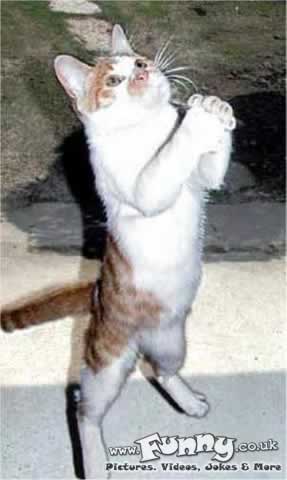 praying cat
