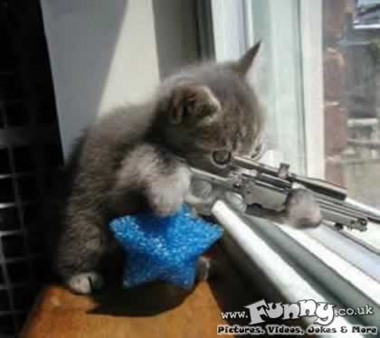 sniper kitten