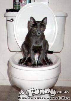 trained cat