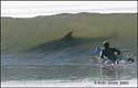 shark