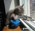 sniper kitten