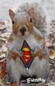 super squirrel