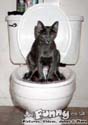 trained cat