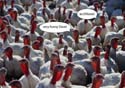 turkey-farm